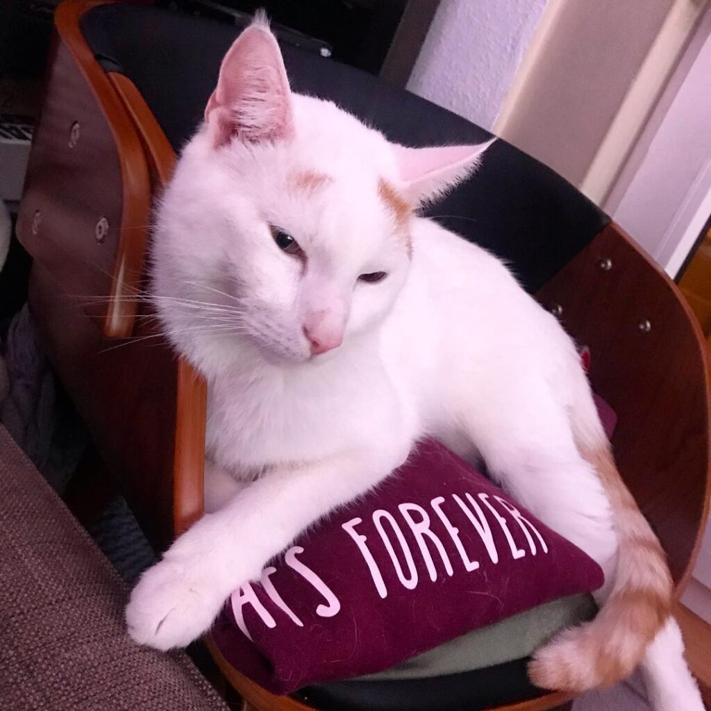 Cats forever, baby.