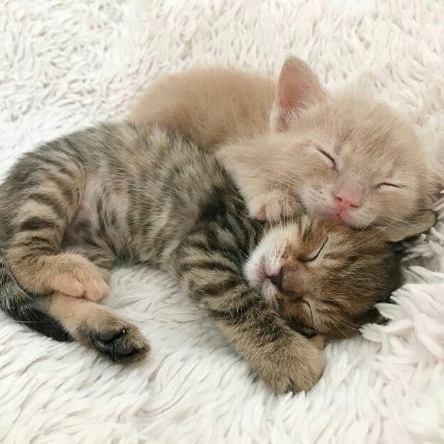 Caturday cuddles (: