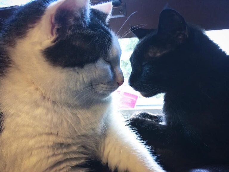 Caturday. • • • • • •