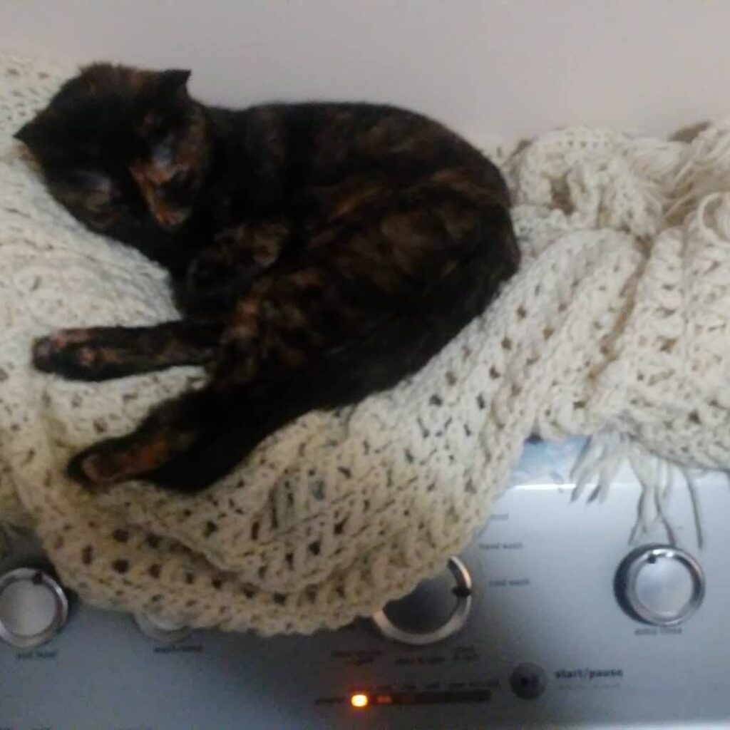 Chloe’s favorite spot to chill.
