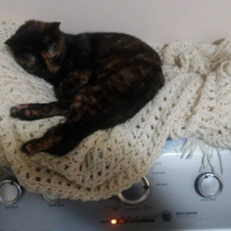 Chloe’s favorite spot to chill.