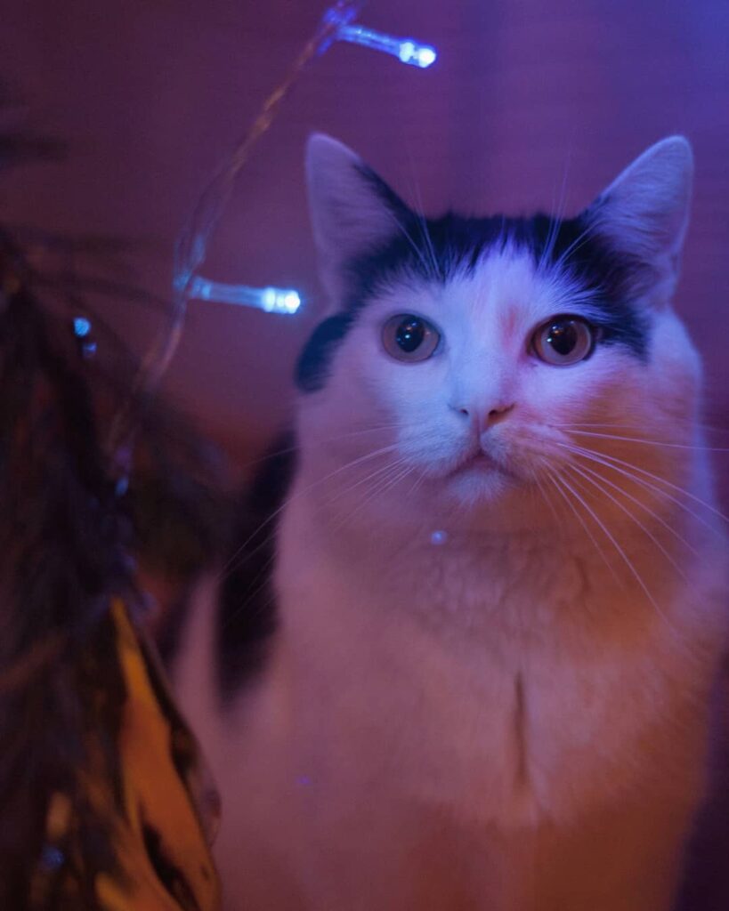 Christmas lights #кот #котики