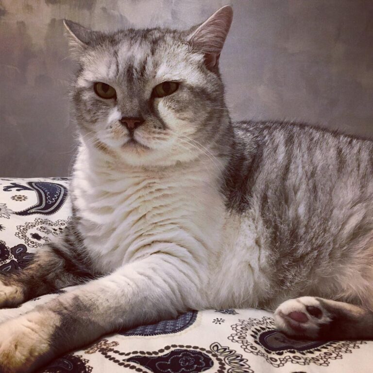 Cool on Caturday night