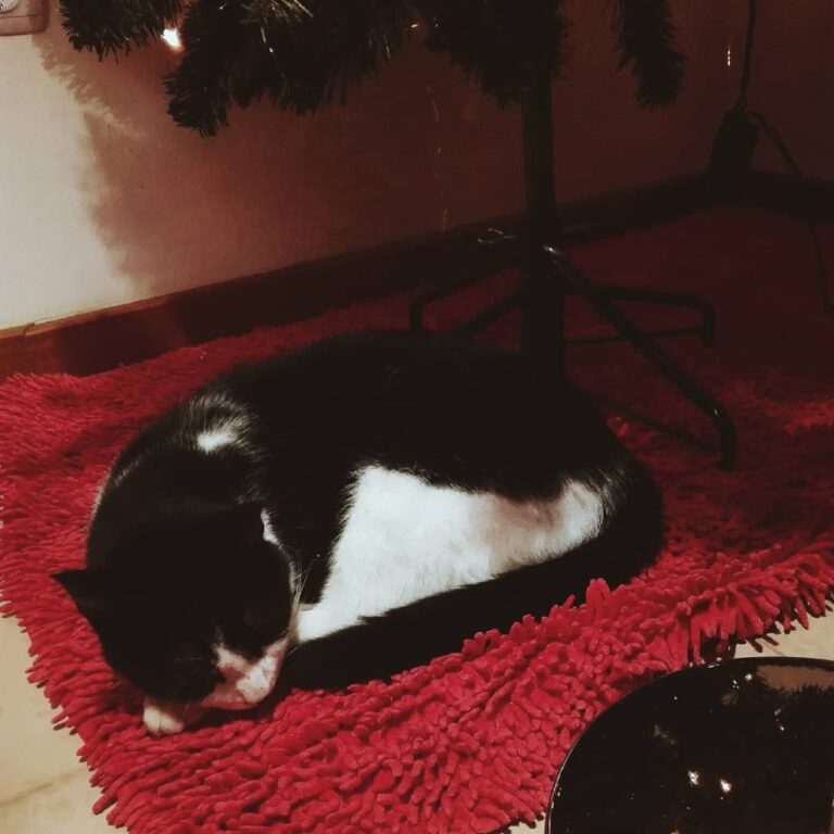 Cute gift under the fake plastic tree