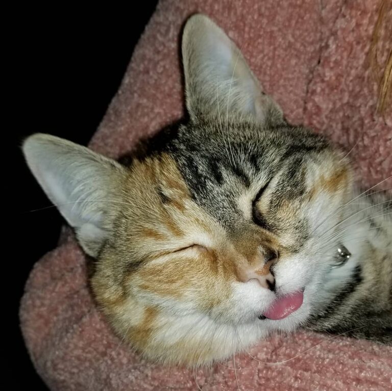 Derp!