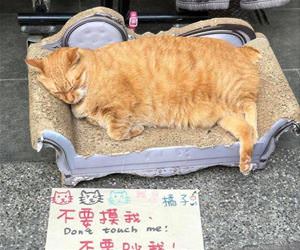 FunnyCatSite