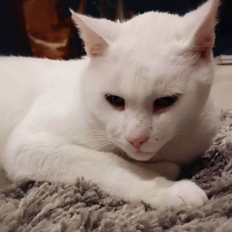 Don’t worry, I won’t spend the whole year doing cat – content here.