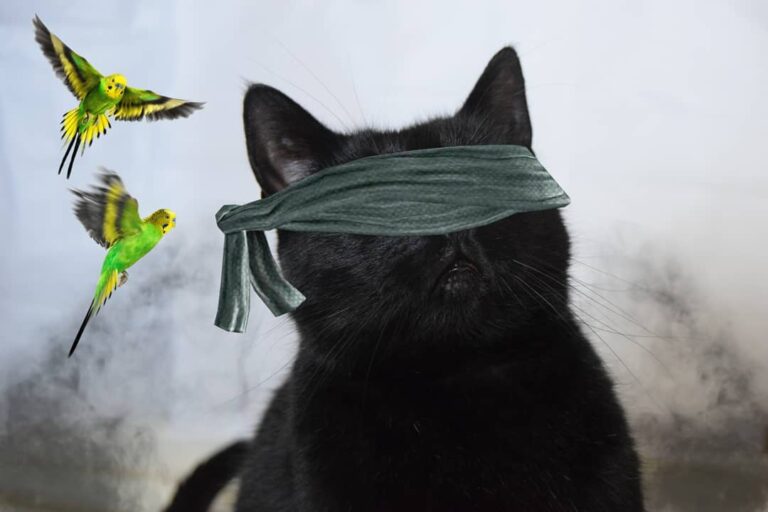 Don’t worry Sandra, birds & boxes are like my FAVE things . . Who