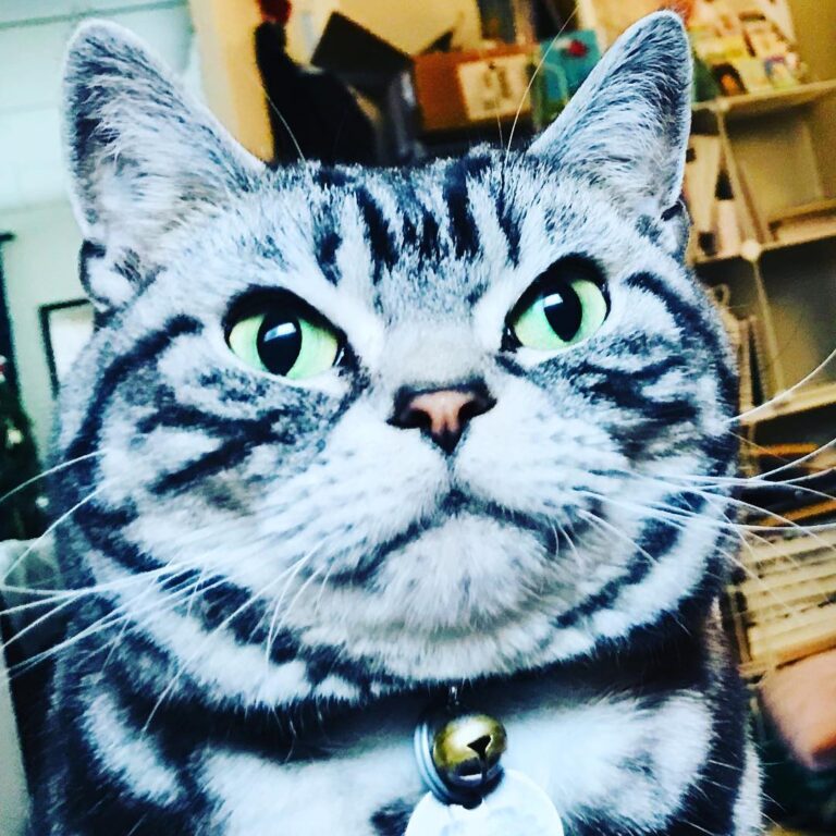 First Caturday of 2019