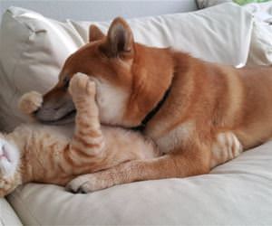 FunnyCatSite