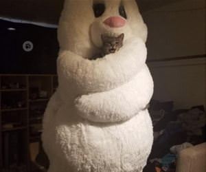 FunnyCatSite