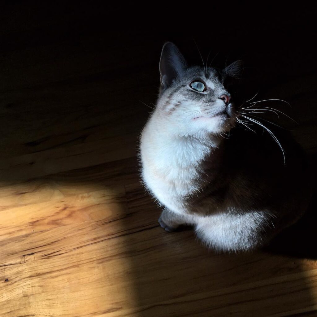 Happy Caturday, friends!