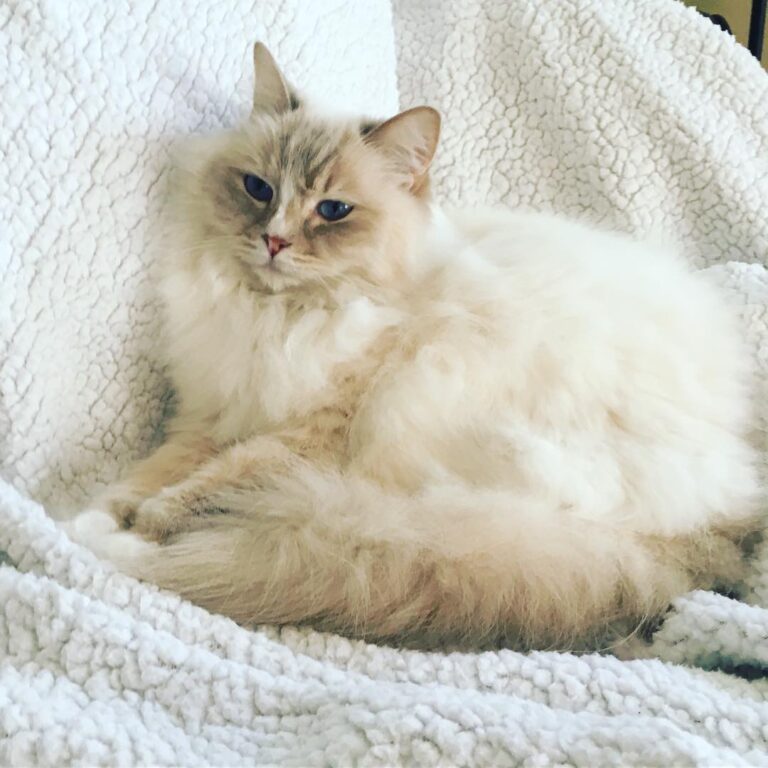 Happy Caturday furrriends! May you all snuggle and nap on fuzzy