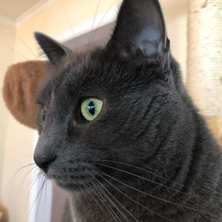 Happy Caturday my wonderful friends. Yoshi loves looking out at the