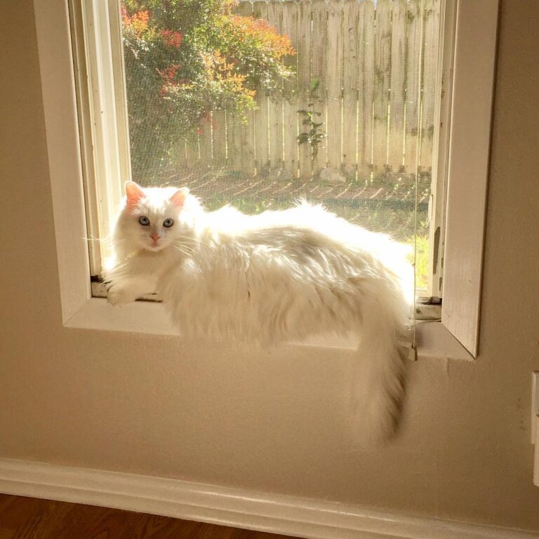 Happy as a Kat in sunshine . . . ıng