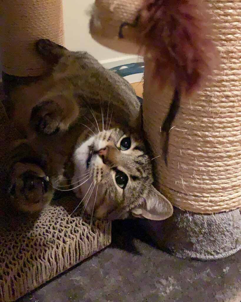Happy caturday furriends!!