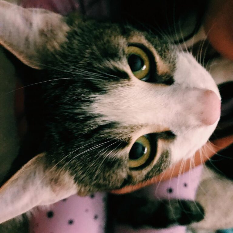 Happy first Caturday of 2019! We’re now in the new year and I plan on