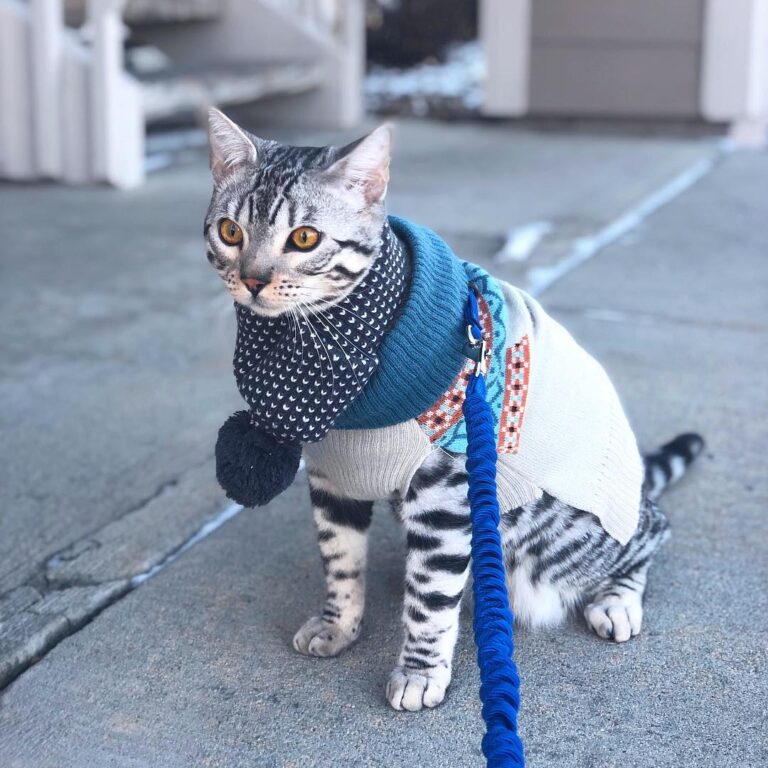 Happy first of 2019 furriends!