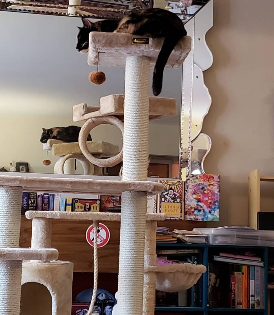 Her cat trees keep getting taller