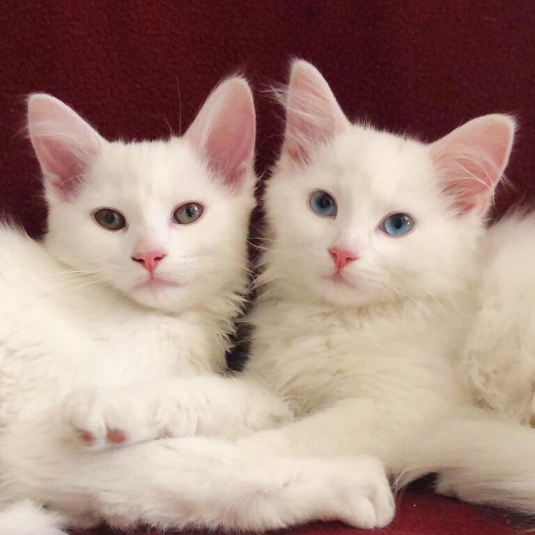 Here is an extremely rare picture of Atta and Eve both awake, both