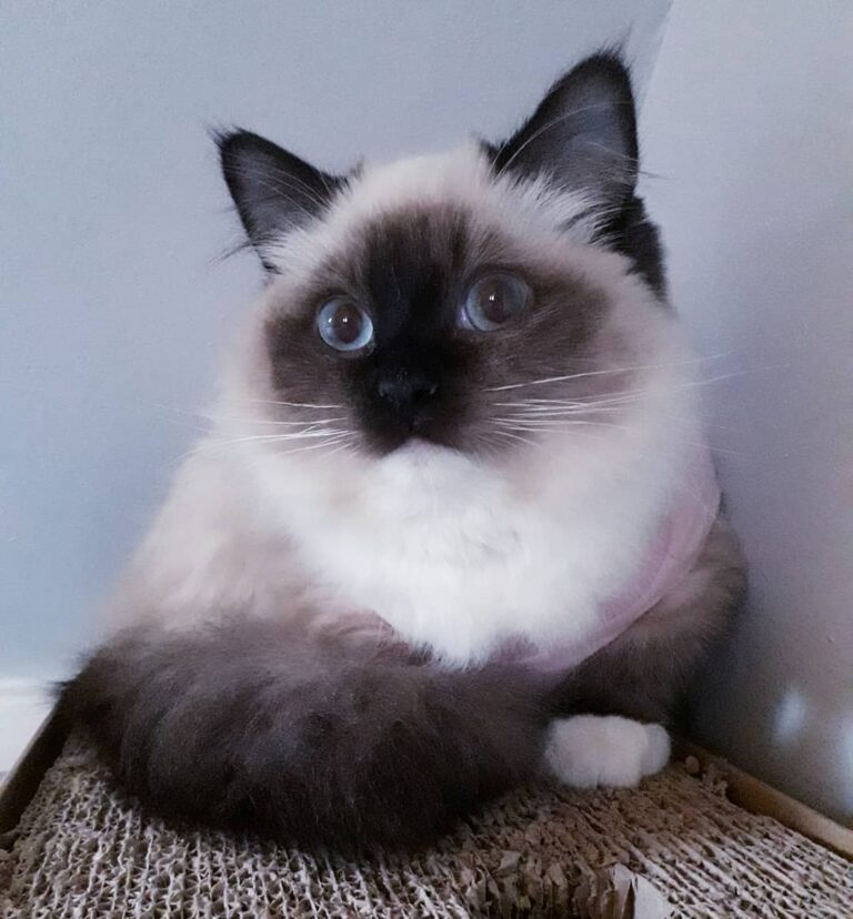 Hey furriends, I hope you are all enjoying a great weekend! Only 1