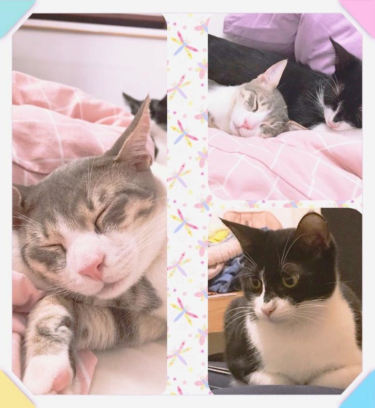 Hey guys. I am looking for a home for this gorgeous couple of cats which I saved from the street a few months ago and nursed back to health. One was attacked by a dog and the other almost got hit by a car. I do not have the ability to keep them as I trav