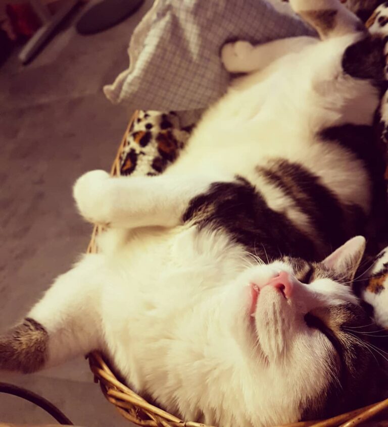 Hey there cat friends Lazy caturday? • • • • • #猫 #ねこ