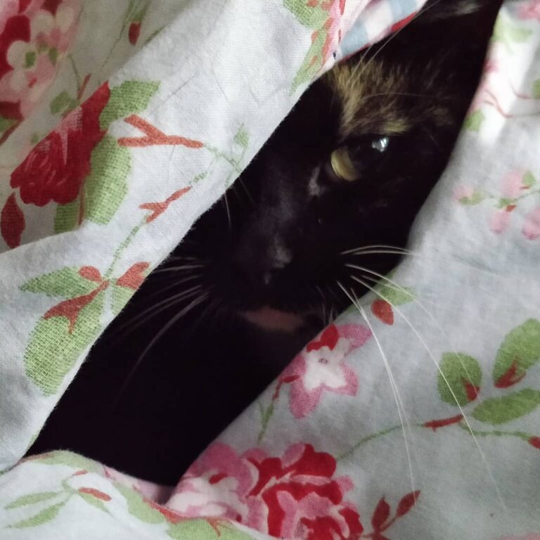 I don’t like taking pictures, but I do like to hide
