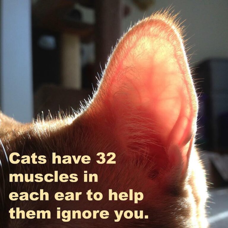 I would have thought it was more than 32!