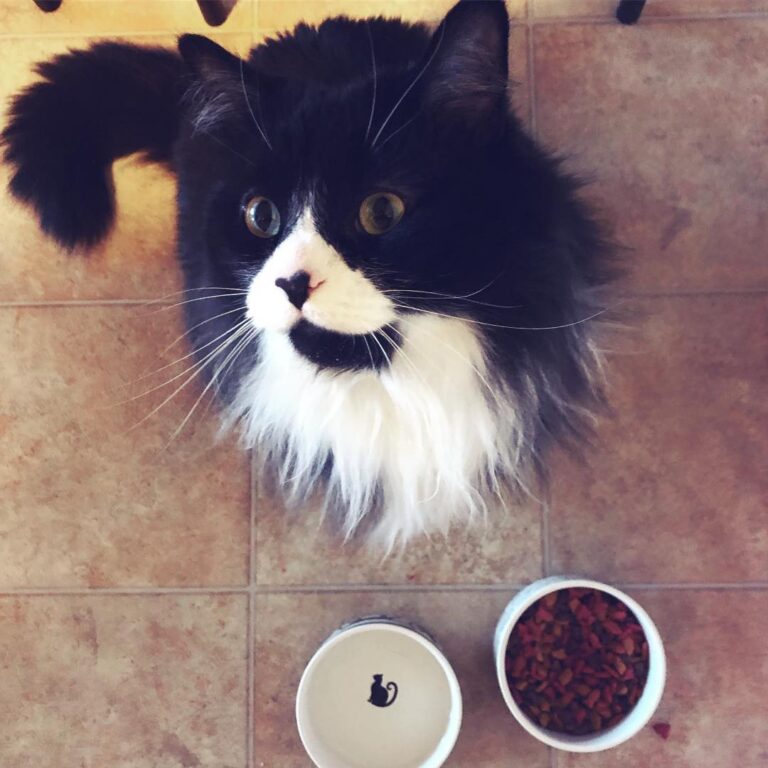 I would like to thank my humans for this lovely feast.