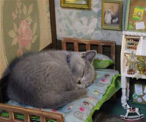 FunnyCatSite