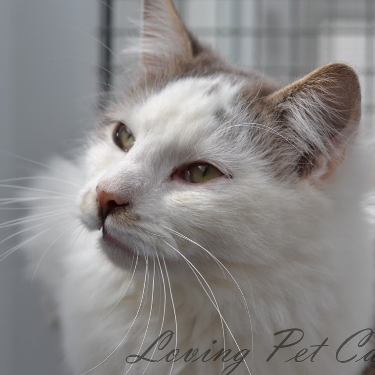 I’m a cool, calm, fluffy gentleman. RSPCA rescue