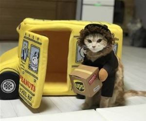 FunnyCatSite