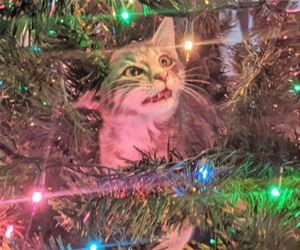 FunnyCatSite