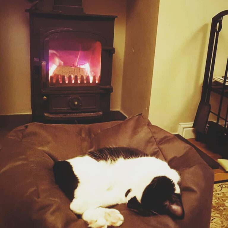 It’s a cat’s life