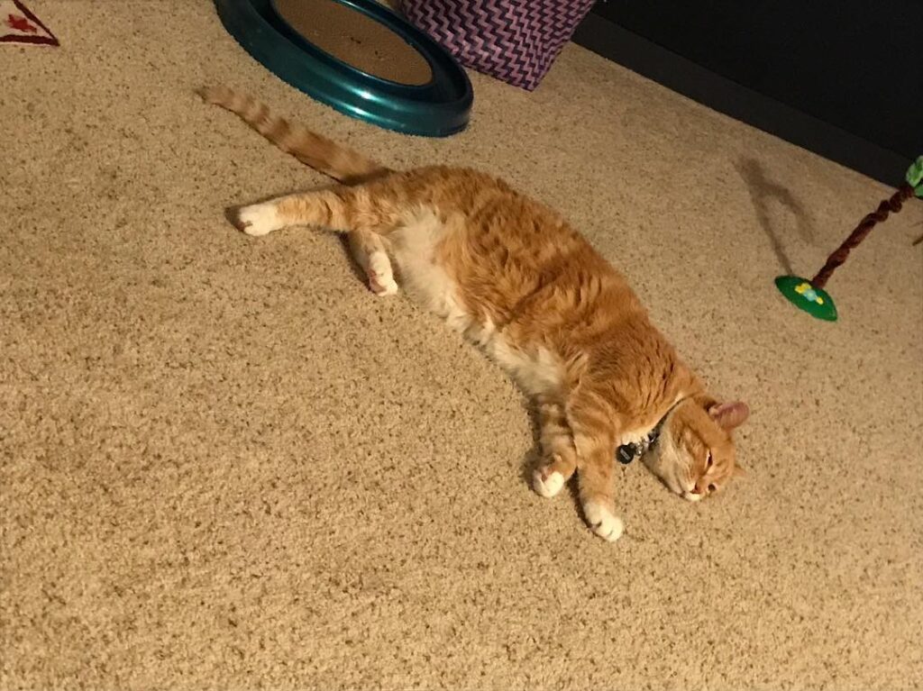 It’s hard being a cat.