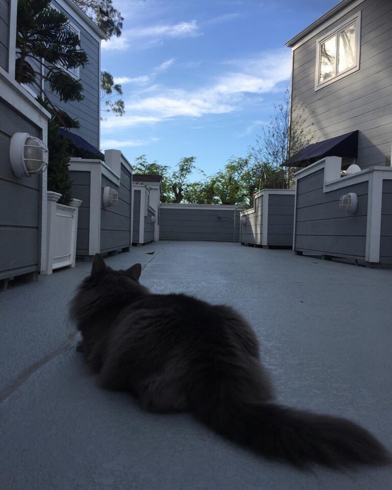 Izzy loves the outdoors, especially when she sees some birds flying