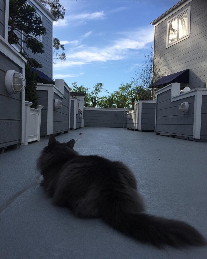 Izzy loves the outdoors, especially when she sees some birds flying