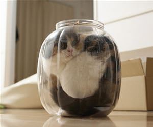 FunnyCatSite