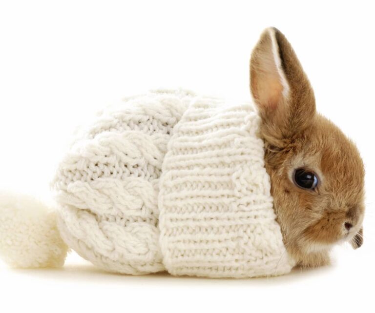 Just a little bunny in a hat keeping snug