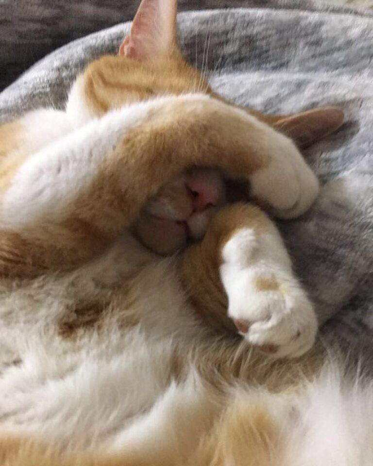 Lazy Cat! . . . .