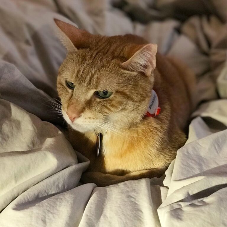 Lazy in bed