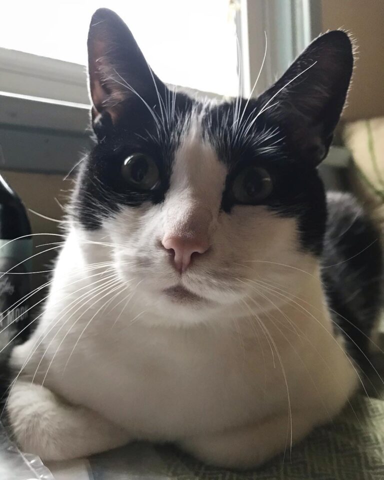 Letting my fresh loaf rise near the window this morning . . . .