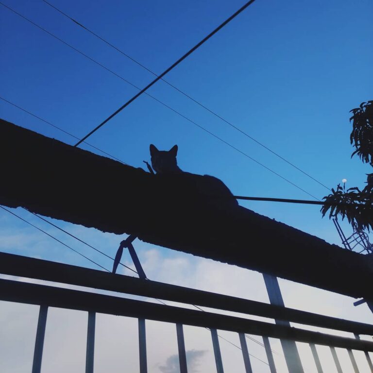 Levo em mim o amor e empatia aos animais que vivem Em total equilibro