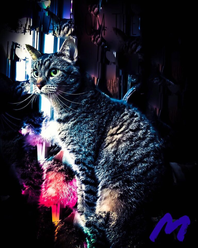 “M” portrait of an Oly cat.
