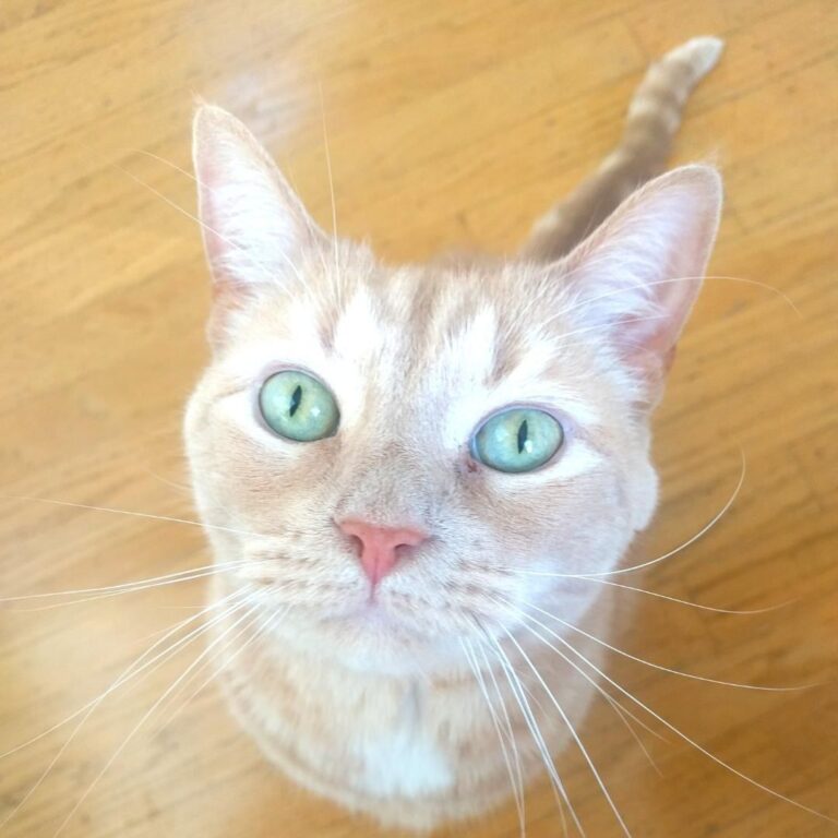 Meow, and hello 2019!⠀ .⠀ .⠀ .⠀ .⠀ .⠀