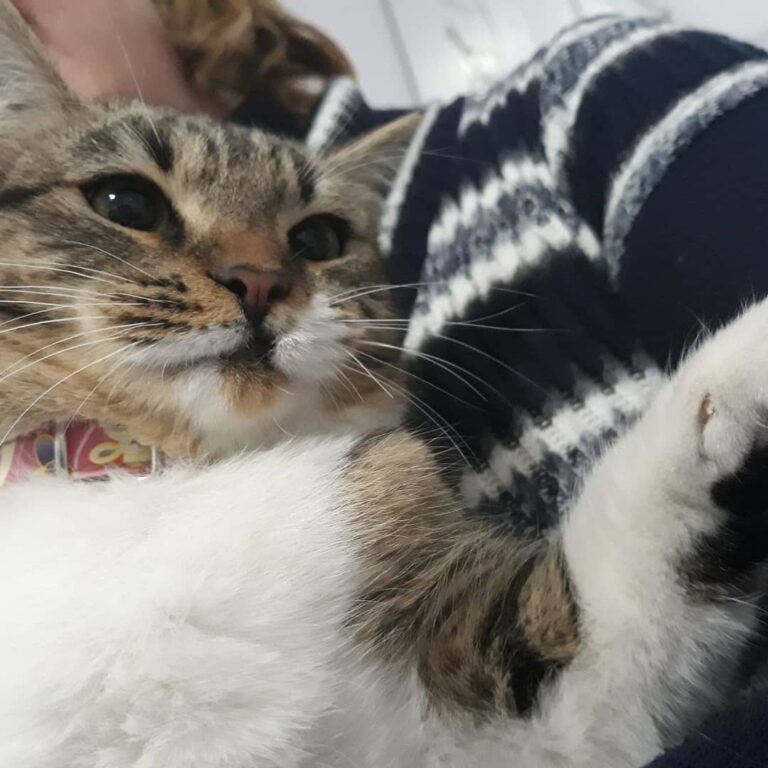 Mitza, diva selfie.