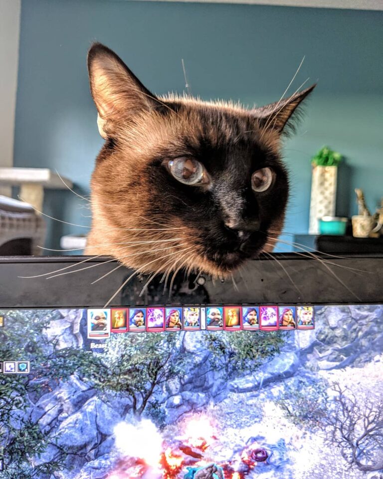 Mommy… Stop playing and play with me!!! . . .