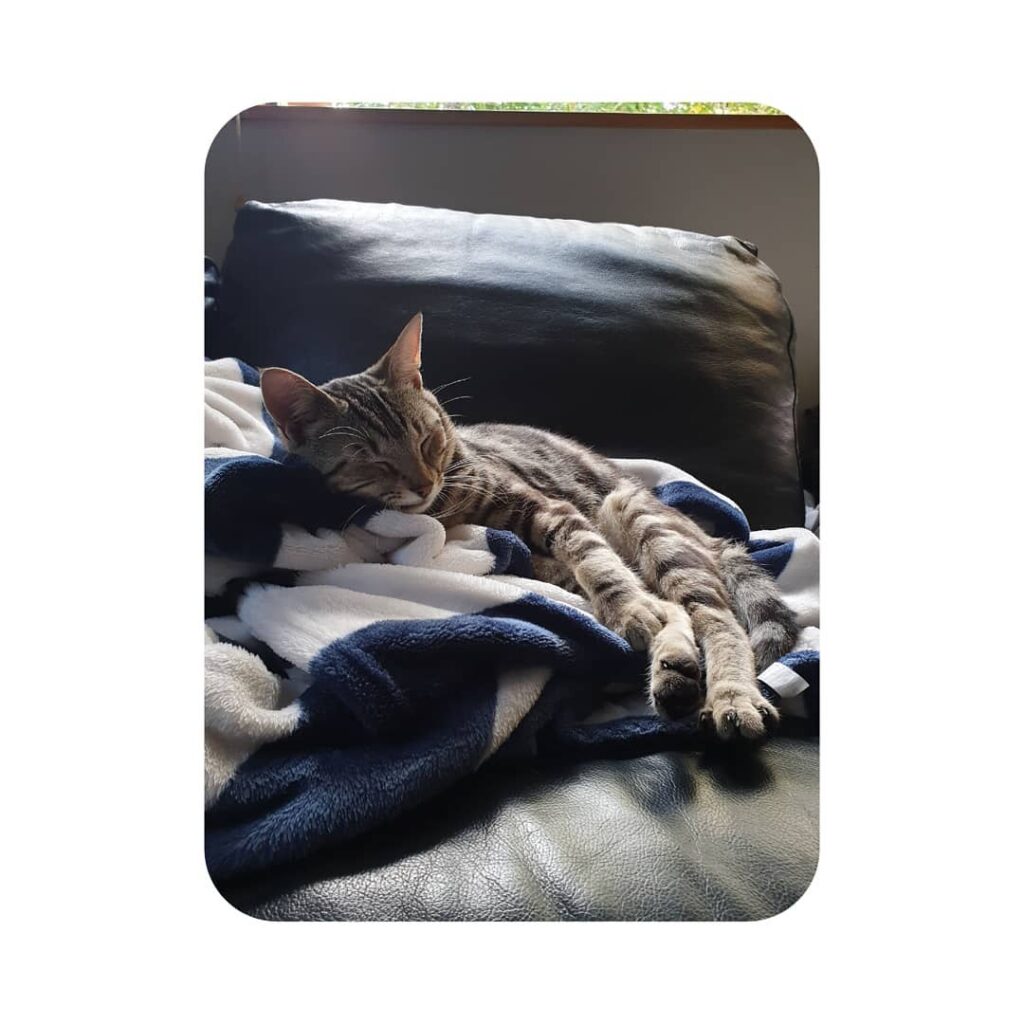 My afternoon sleeping spot in the sun.