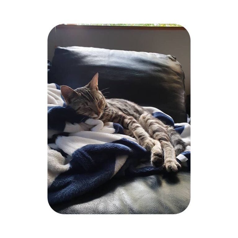 My afternoon sleeping spot in the sun.